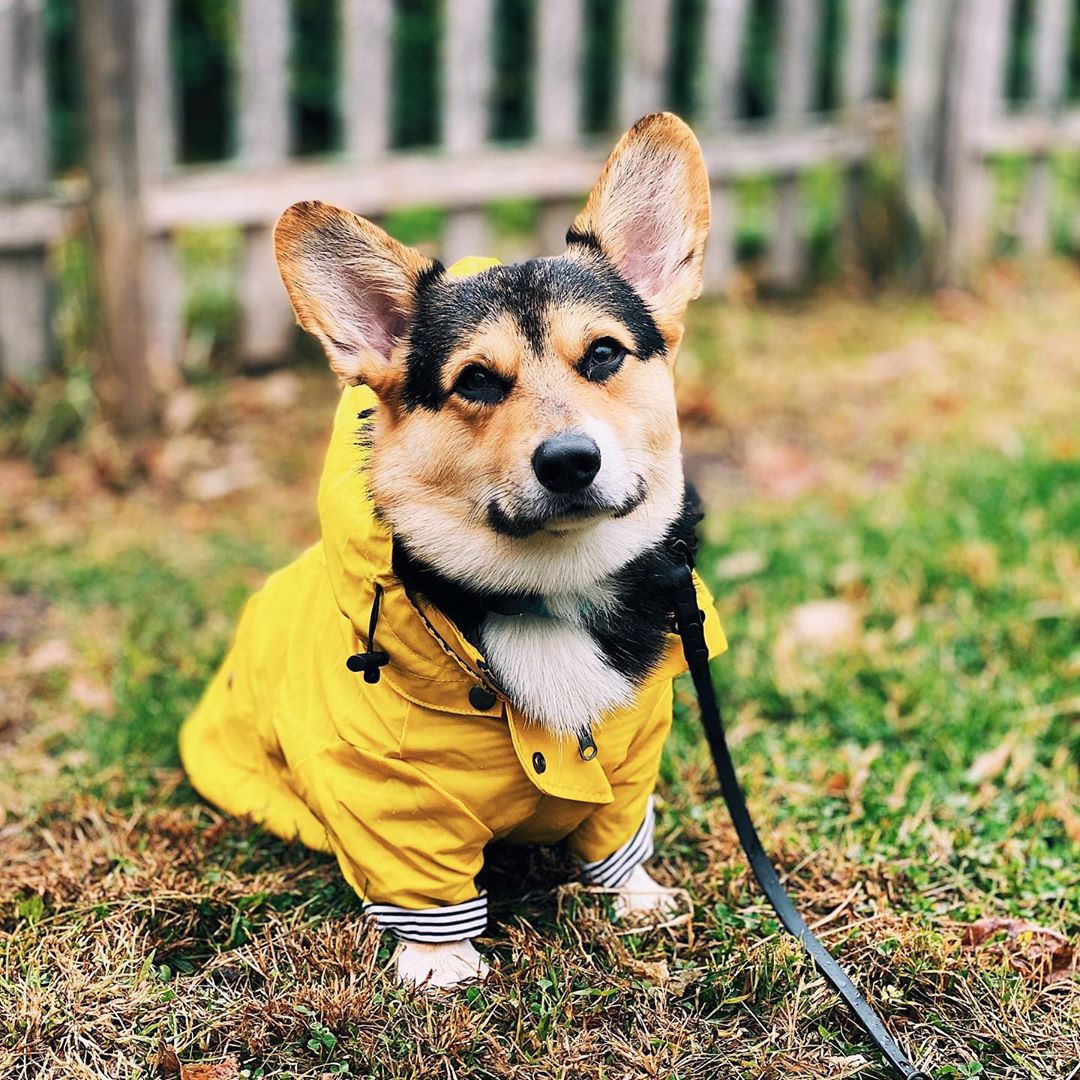 Outdoor Sport Coat - Waterproof Pet Dog Coat for Small