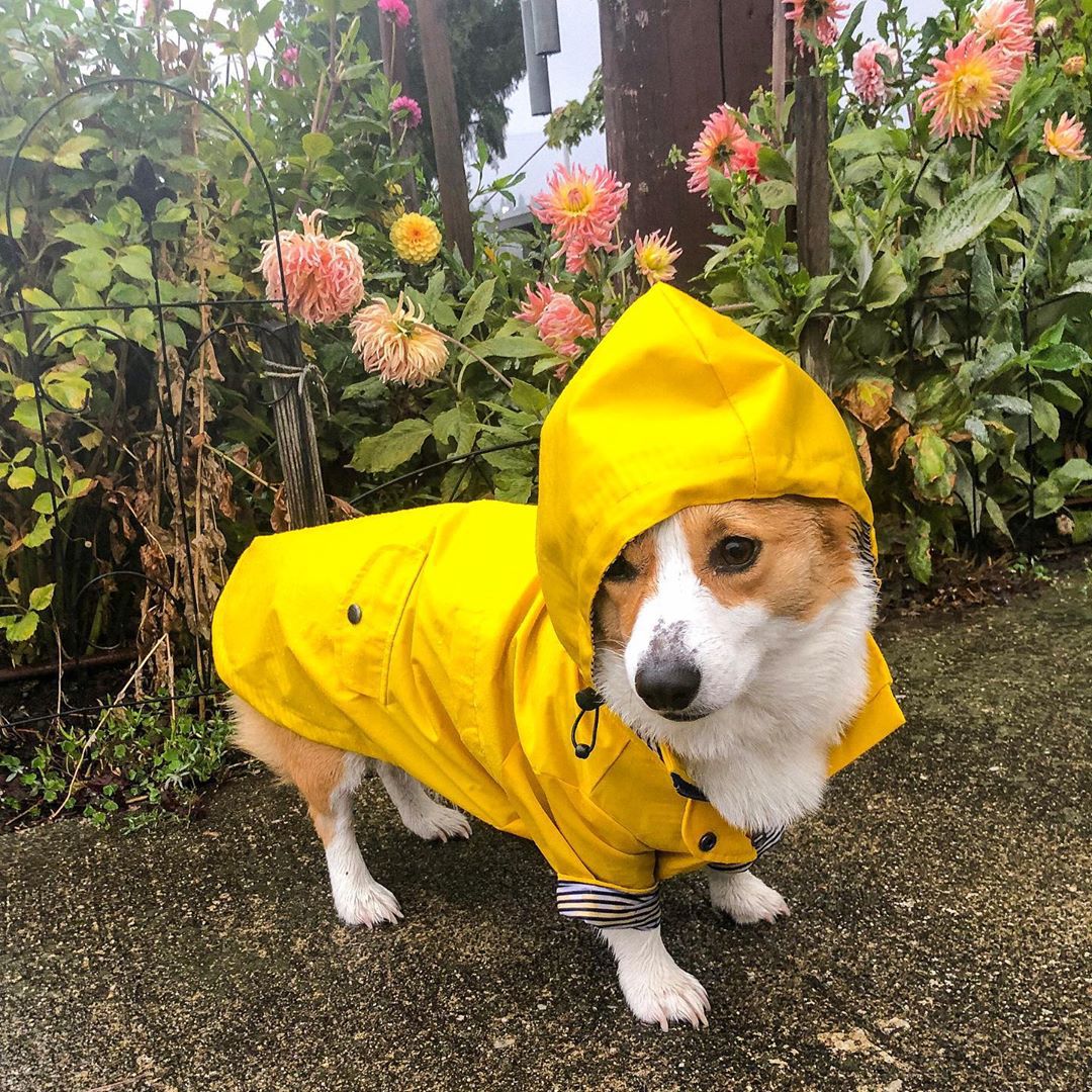 Waterproof Pet Dog Coat for Sm - đánh giá và giá Outdoor Sport Coat