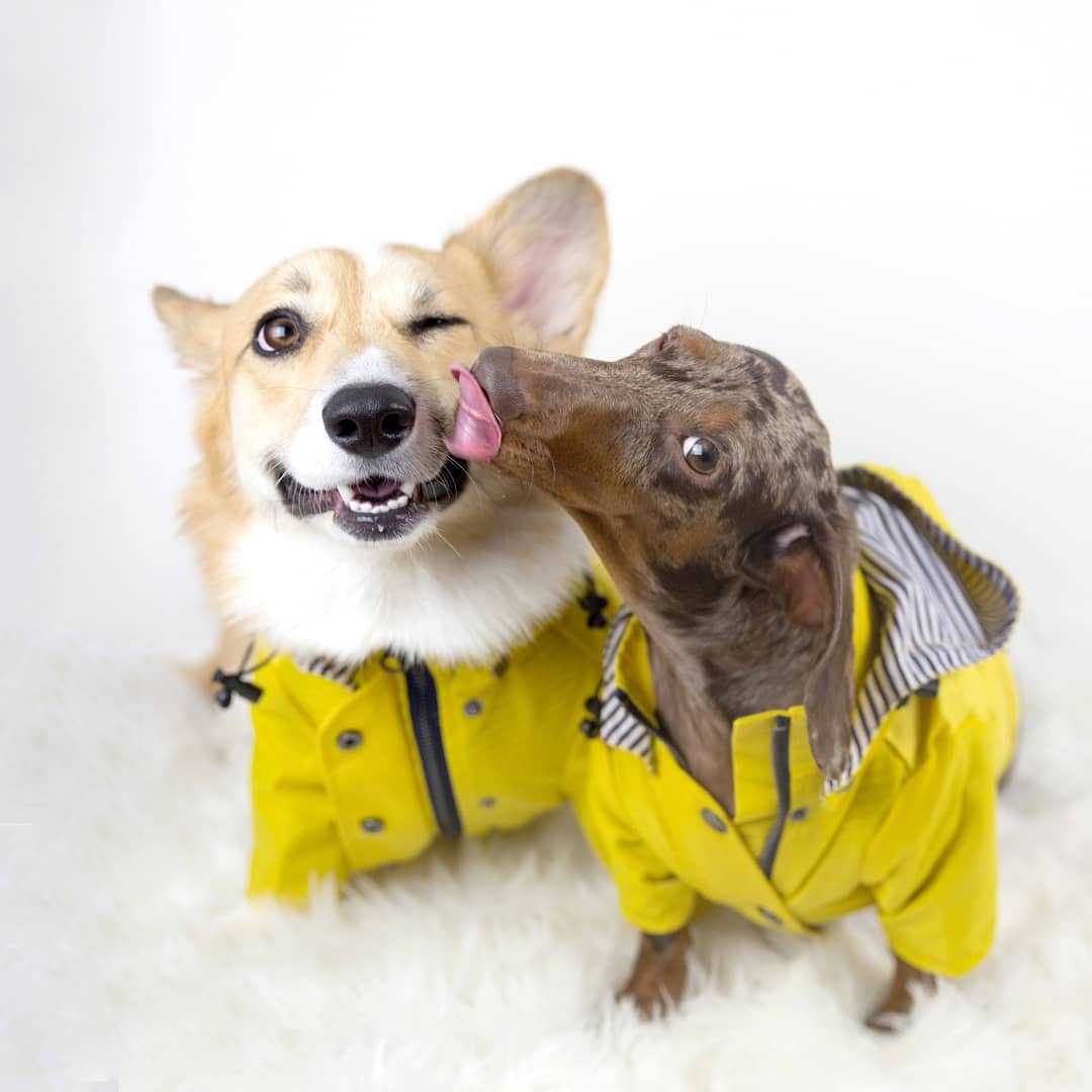 Waterproof Pet Dog Coat for Sm - đánh giá và giá Outdoor Sport Coat